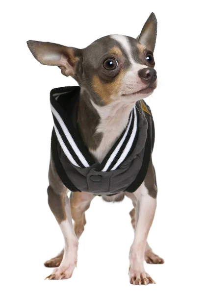 Chihuahua, 2 Jahre alt, gekleidet vor weißem Hintergrund — Stockfoto