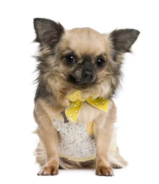 Chihuahua, 4 years old, dressed in yellow bow in front of white background — Stock Photo, Image