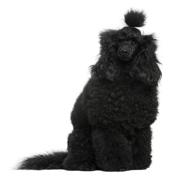 Poodle, 12 months old, in front of white background — Stock Photo, Image