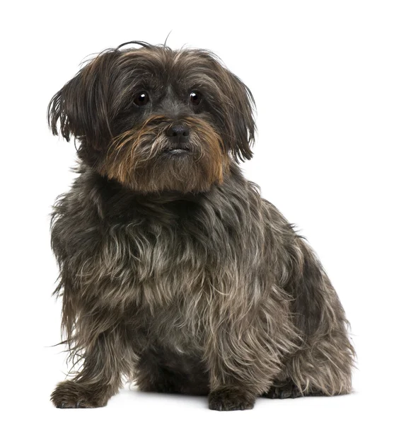 Mixed-breed, 10 years old, in front of white background — Stock Photo, Image