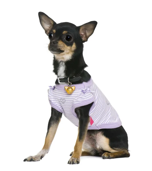 Chihuahua, 2 jaar oud, gekleed, voor witte achtergrond — Stockfoto