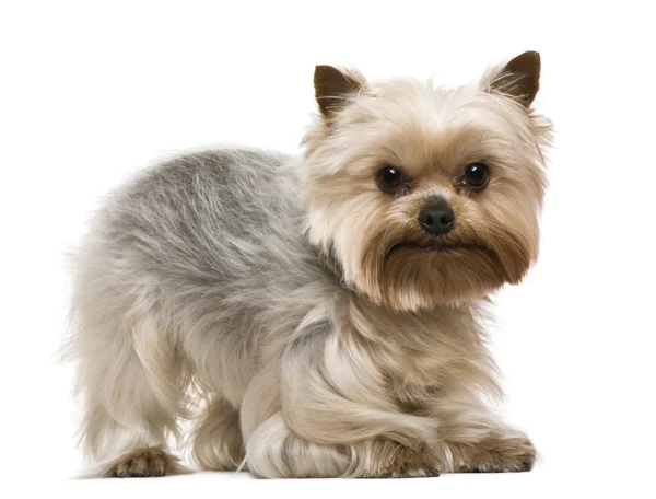 Yorkshire terrier, 3 years old, in front of white background — Stock Photo, Image