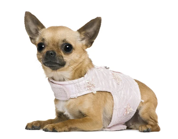 Chihuahua, 5 anos, vestido em frente ao fundo branco — Fotografia de Stock
