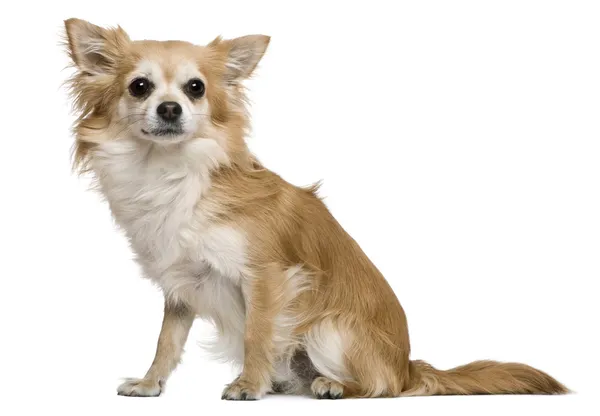 Chihuahua, 2 år, foran hvid baggrund - Stock-foto