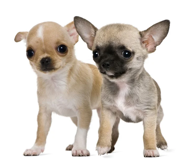 Two chihuahua puppies, 2 months and 3 months old, in front of white background — Stock Photo, Image