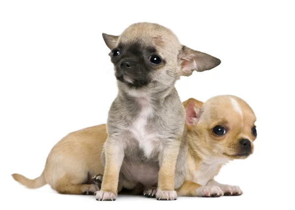 Two chihuahua puppies, 2 months and 3 months old, in front of white background — Stock Photo, Image