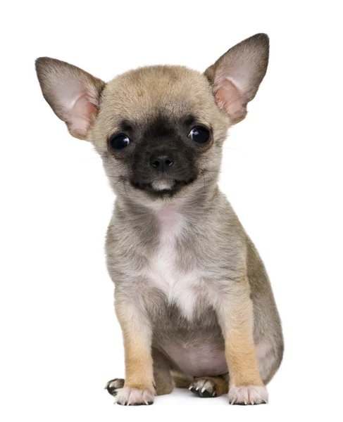 Chihuahua filhote de cachorro, 3 meses, na frente de fundo branco — Fotografia de Stock