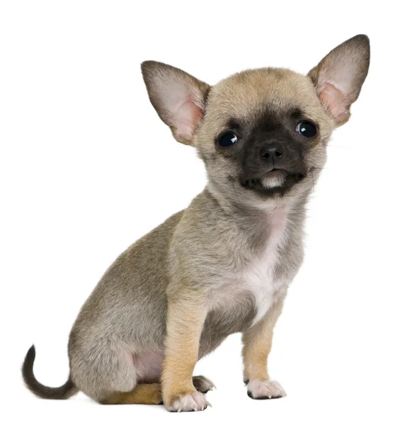 Chihuahua filhote de cachorro, 3 meses, na frente de fundo branco — Fotografia de Stock