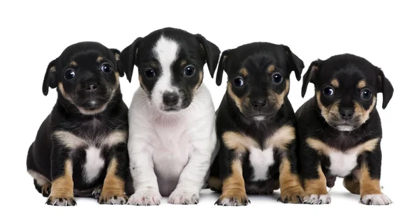 Grupo de cachorros mestiços, 1 mês de idade, em frente ao fundo branco — Fotografia de Stock