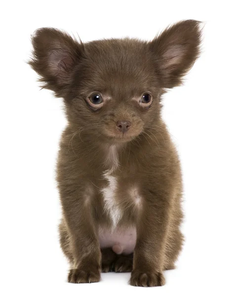 Chihuahua köpek yavrusu, 5 ay eski beyaz arka plan — Stok fotoğraf