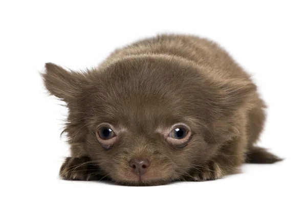 Chihuahua kölyök, 5 hónapos, az fehér háttér előtt — Stock Fotó