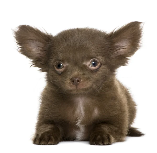 Chihuahua köpek yavrusu, 5 ay eski beyaz arka plan — Stok fotoğraf