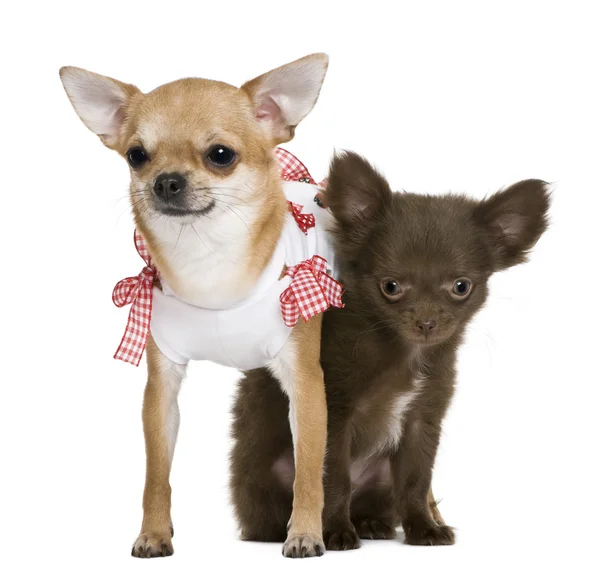 2 Chihuahuas 15 Monate und ein Welpe 5 Monate, vor weißem Hintergrund — Stockfoto