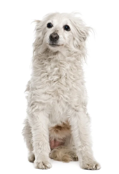 Staré smíšené plemeno psa, 11 let, před bílým pozadím — Stock fotografie