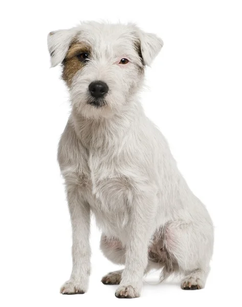 Parson russel terrier, 2 years old, in front of white background — Stock Photo, Image