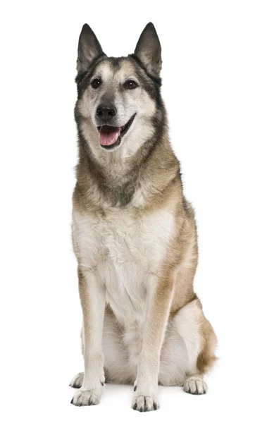Mixed-breed, 11 years old, in front of white background — Stock Photo, Image