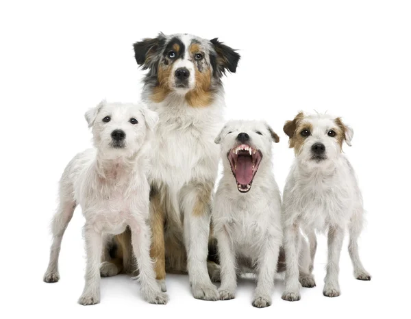 Group of parson russel terriers and an Australian shepherd, in front of white background — Stock Photo, Image