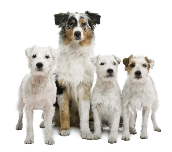 Gruppe von Paston Russel Terriern und einem australischen Schäferhund vor weißem Hintergrund — Stockfoto