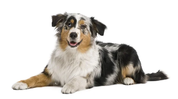 Australian shepherd, 6 months old, in front of white background — Stock Photo, Image