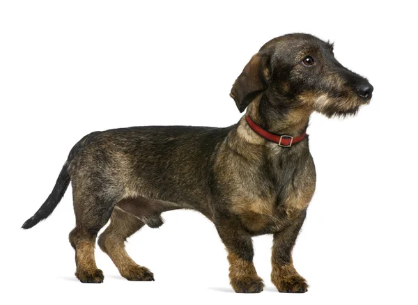 Dachshund, 9 months old, in front of white background — Stock Photo, Image