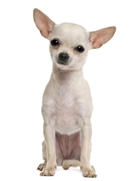 Chihuahua cachorro, 7 meses de edad, delante de fondo blanco — Foto de Stock