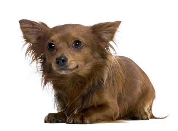 Chihuahua, 18 ay yaşlı, beyaz arka plan — Stok fotoğraf