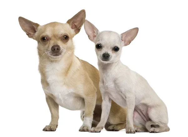 Two chihuahuas, 2 years and 7 months old, in front of white background — Stock Photo, Image