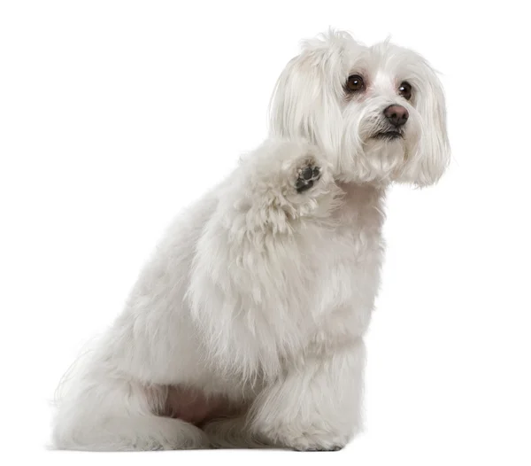 Maltese, 3 years old, in front of white background — Stock Photo, Image