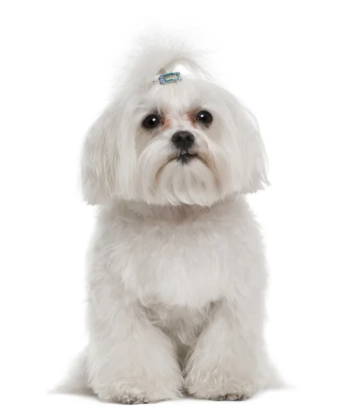 Bichon frise, 7 years old, in front of white background — Stock Photo, Image