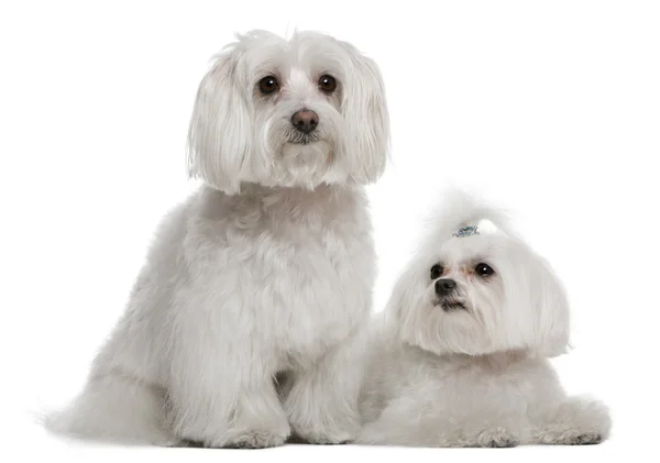 Bichon frise and a Maltese, 7 years and 3 years old, in front of white background — Stock Photo, Image