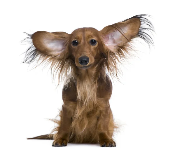 Dachshund, 2 years old, with ears in the air, in front of white background — Stock Photo, Image