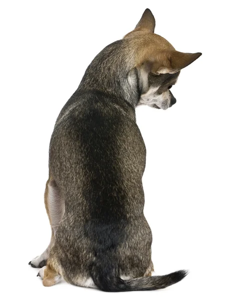 Chihuahua, 3 jahre alt, sitzend, rückansicht vor weißem hintergrund — Stockfoto
