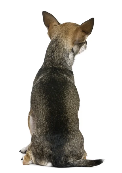 Chihuahua, 3 jahre alt, sitzend, rückansicht vor weißem hintergrund — Stockfoto