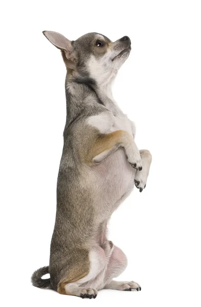 Chihuahua, 3 años, en patas traseras, delante de fondo blanco —  Fotos de Stock