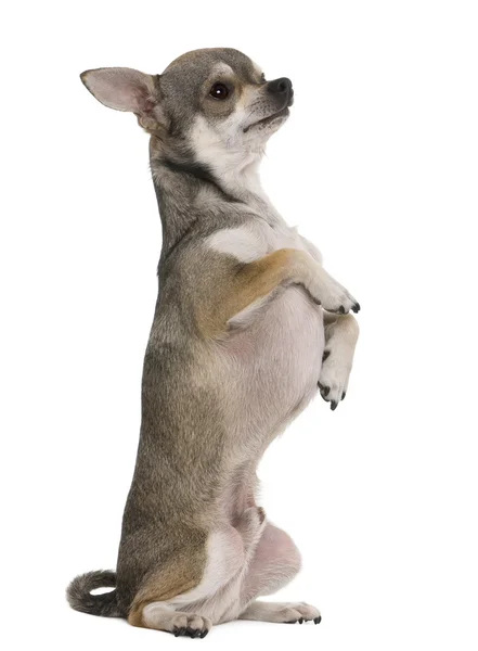 Chihuahua, 3 ans, sur les pattes arrière, devant fond blanc — Photo