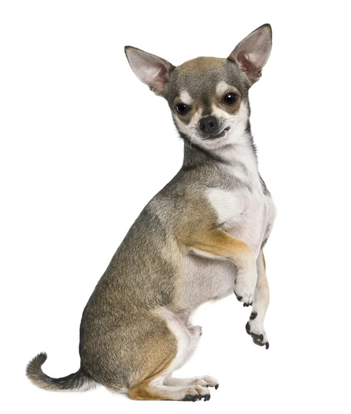 Chihuahua, 3 anos, em patas traseiras, na frente do fundo branco — Fotografia de Stock