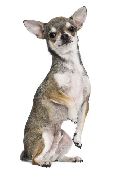 Chihuahua, 3 года, на задних ногах, на белом фоне — стоковое фото