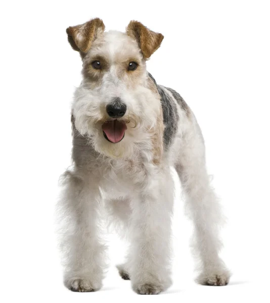 Fox terrier, 4 yeas old, in front of white background — Stock Photo, Image