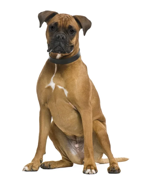 Boxer, 3 years old, in front of white background — Stock Photo, Image