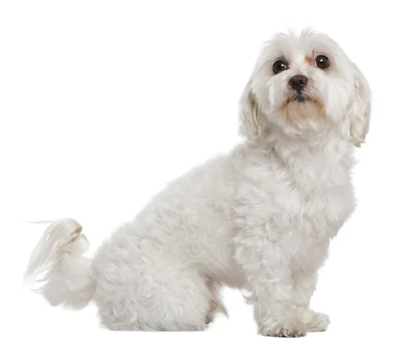 Maltese, 6 years old, in front of white background — Stock Photo, Image