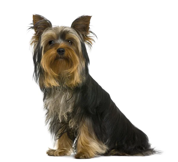 Yorkshire terrier, 7 months old, in front of white background — Stock Photo, Image