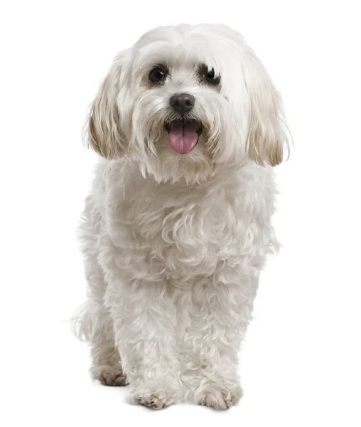 Maltese, 2 years old, in front of white background — Stock Photo, Image