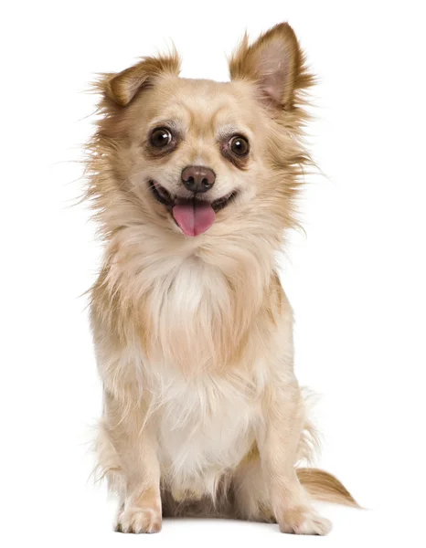 Chihuahua, 4 éves, fehér háttér előtt — Stock Fotó