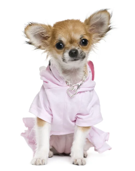 Chihuahua, 2 jaar oud, gekleed voor witte achtergrond — Stockfoto
