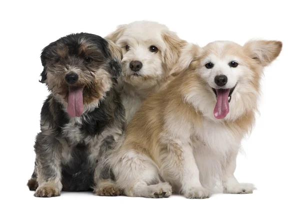 Group of mixed-breeds, in front of white background — Stock Photo, Image