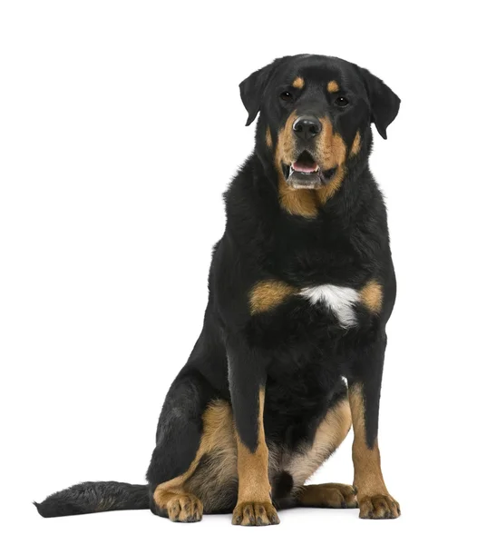 Mixed-breed, 5 years old, in front of white background — Stock Photo, Image
