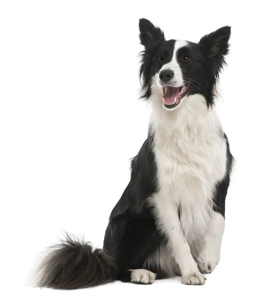 Border collie, 18 months old, in front of white background — Stock Photo, Image