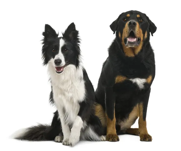 Mixed-breed 5 years old and border collie, 18 months old, in front of white background — Stock Photo, Image