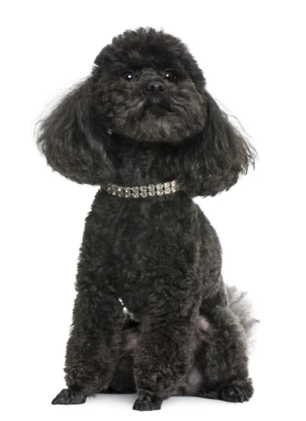 Poodle, 5 anos, com gola de diamante, na frente do fundo branco — Fotografia de Stock