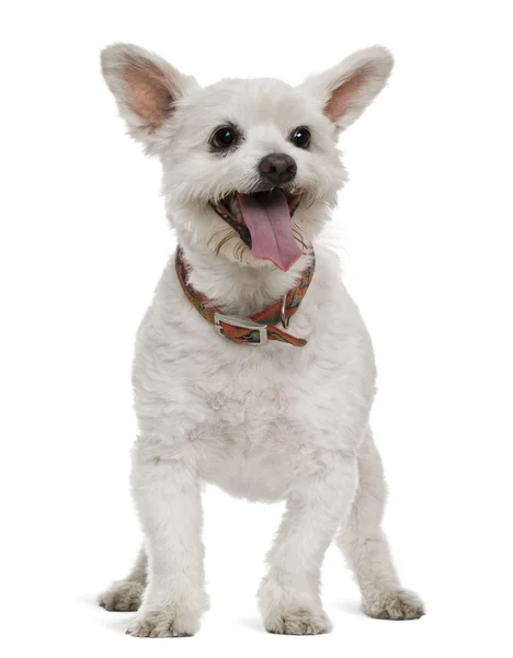 stock image Mixed-breed, 16 years old, in front of white background